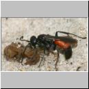 wegwespe-11mm-19-mit Spinne.jpg